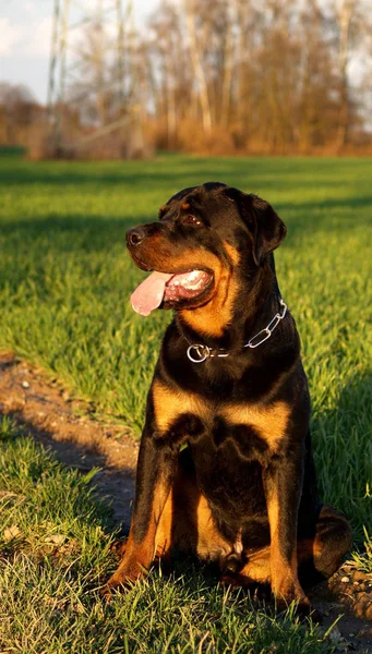 Porträtt Söt Hund — Stockfoto