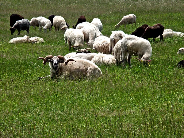 羊や家畜の群れが — ストック写真