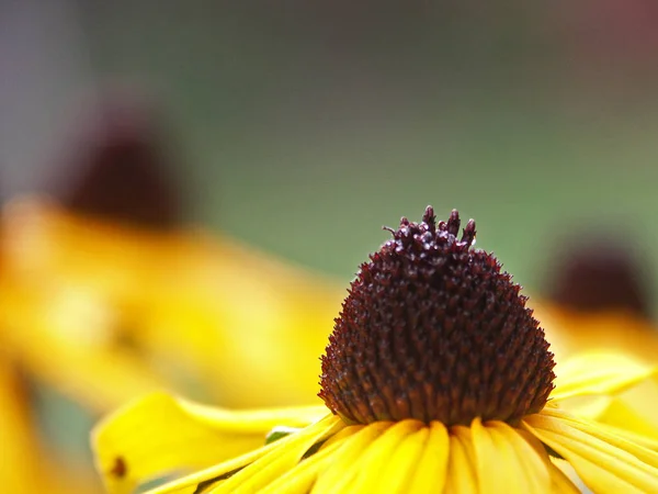 Flora Campo Pétalas Flores Coneflowers — Fotografia de Stock