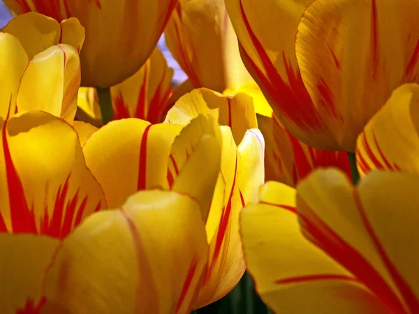 Krásné Tulipány Okvětní Lístky Flóra — Stock fotografie