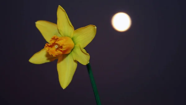 Narciso Pétalas Flores Primavera Flora — Fotografia de Stock