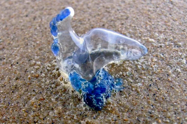 Fondo Pantalla Tema Marino Tiro Bajo Agua — Foto de Stock