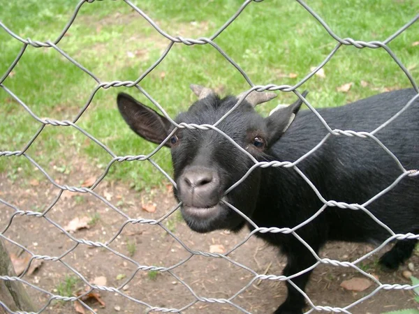 Primer Plano Los Animales Zoológico — Foto de Stock