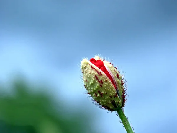 Nahaufnahme Von Schönen Wilden Mohnblumen — Stockfoto
