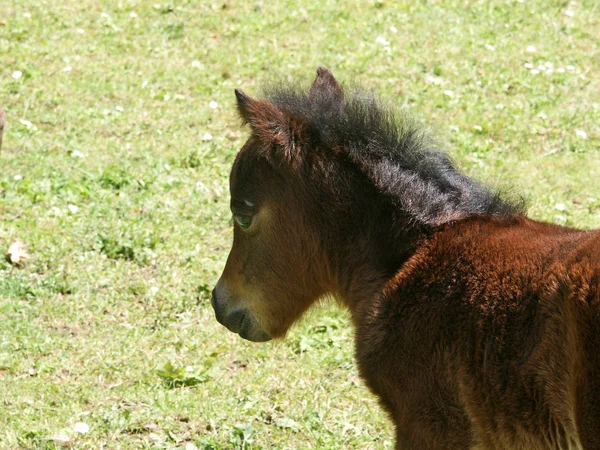 Foal Side — стоковое фото