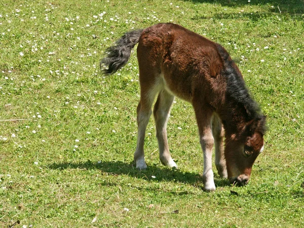 Animales Jóvenes Enfoque Selectivo — Foto de Stock