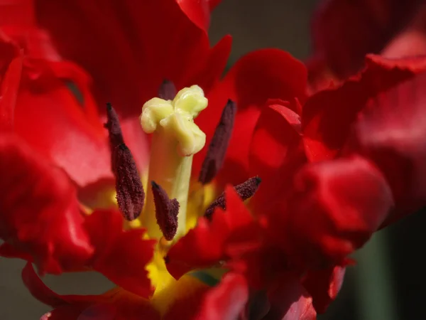 Schöne Aussicht Auf Natürliche Tulpenblumen — Stockfoto