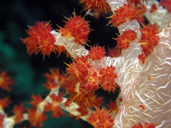 Мягкие Кораллы Глубокой Морской Воде — стоковое фото