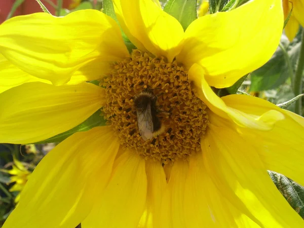 Schöne Botanische Aufnahme Natürliche Tapete — Stockfoto