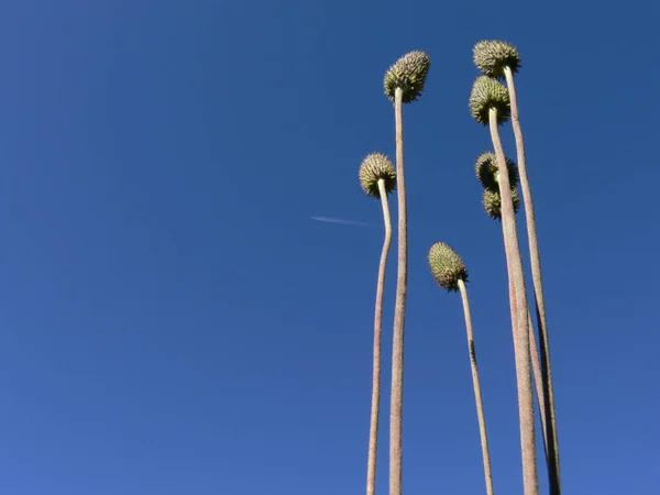 Rüzgarda Savrulan Genç Bir Bitkinin — Stok fotoğraf