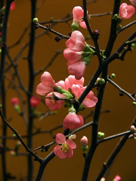 Beautiful Botanical Shot Natural Wallpaper — Stock Photo, Image