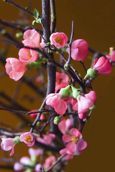 美しい植物画 自然壁紙 — ストック写真