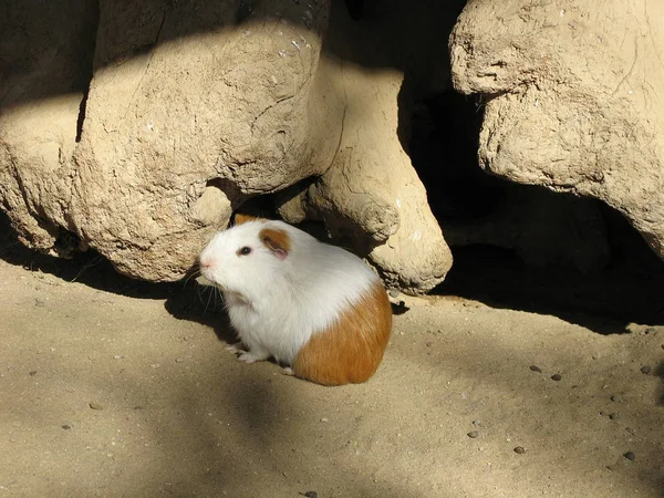 Encerramento Animais Jardim Zoológico — Fotografia de Stock