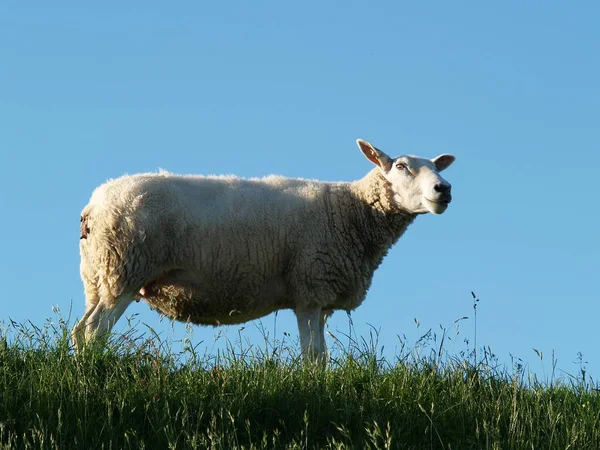 Moutons Domestiques Sur Pâturage — Photo