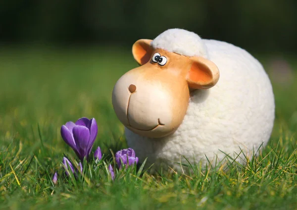 Speelgoed Schapen Het Gras — Stockfoto