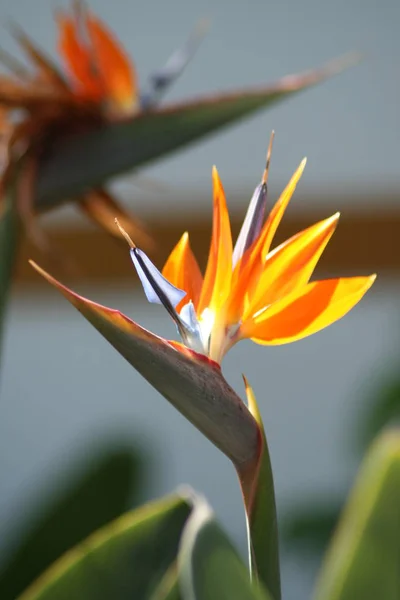 Fiore Strelizie Arancio Tropicale Fiore Uccello Del Paradiso — Foto Stock