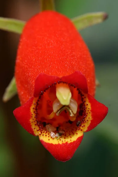 美しい蘭の花の植物や花びら — ストック写真