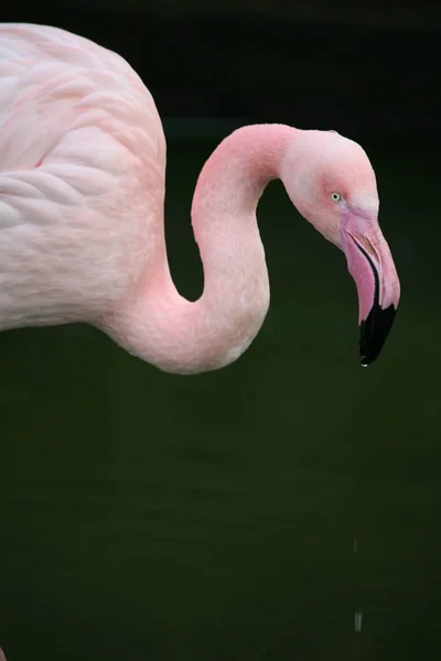 Delicate Bird Pink — Stock Photo, Image