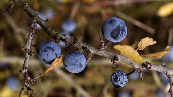 Bär Närbild Skott Hälsosam Mat Koncept — Stockfoto