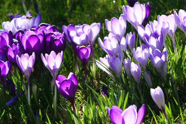 Kwiaty Krokusa Wiosenna Flora — Zdjęcie stockowe