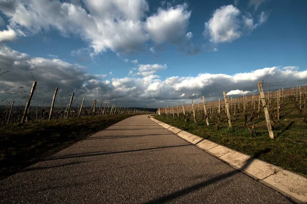 Uva Que Crece Viñedo — Foto de Stock