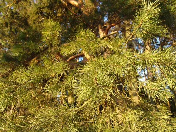 圣诞节或新年贺卡色彩艳丽的背景 — 图库照片