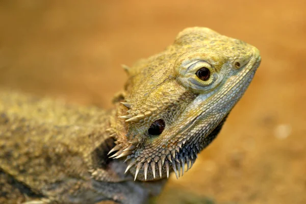 Dragão Barbudo Lagarto Exótico Reptiliano — Fotografia de Stock
