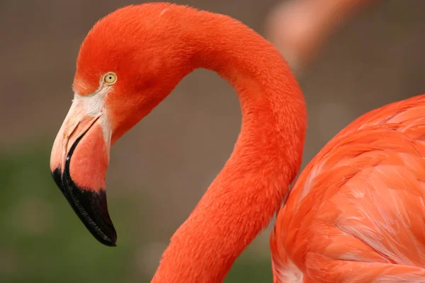 Flamingo Přírodní Pták Pozadí — Stock fotografie