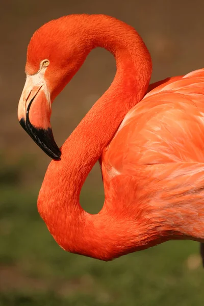 Flamingo Přírodní Pták Pozadí — Stock fotografie