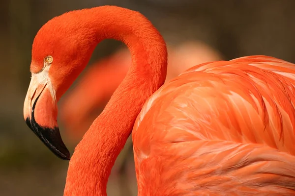 Flamingo Přírodní Pták Pozadí — Stock fotografie