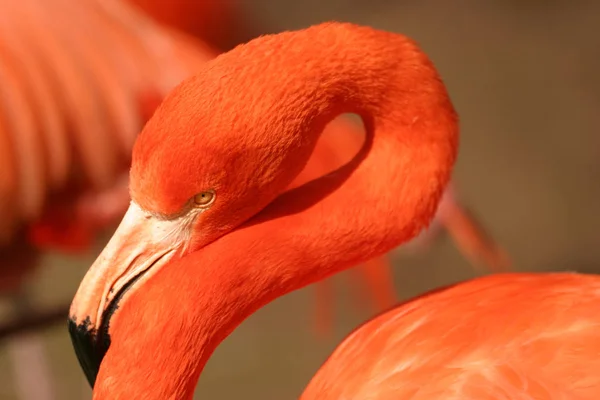 フラミンゴの自然鳥の背景 — ストック写真