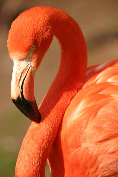 Flamingo Fundo Pássaro Natural — Fotografia de Stock