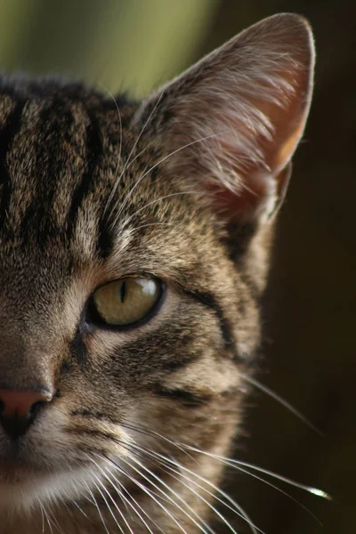 Retrato Lindo Gato — Foto de Stock