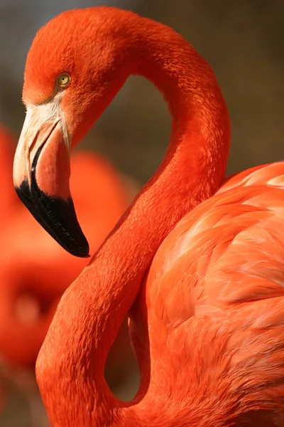 フラミンゴの自然鳥の背景 — ストック写真