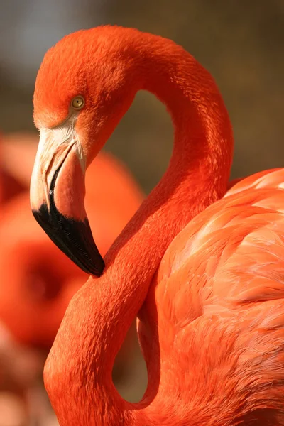 Flamingo Přírodní Pták Pozadí — Stock fotografie