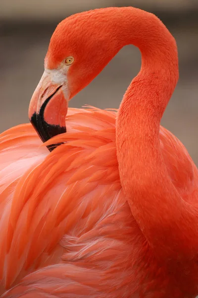 フラミンゴの自然鳥の背景 — ストック写真