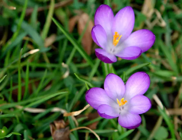 Krokus Blommor Blomma Vår Flora — Stockfoto