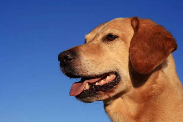 Portrait Cute Dog — Stock Photo, Image