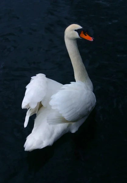 Łabędź Niemy Latynos Cygnus Olor Jest Sezonie Godowym Szuka Pięknej — Zdjęcie stockowe