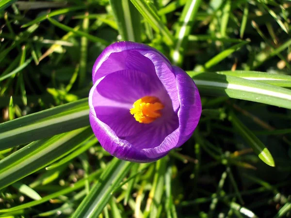 Kwiaty Krokusa Kwitnące Wiosenna Flora — Zdjęcie stockowe