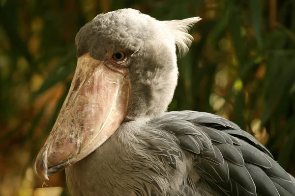 Aussichtsreiche Aussicht Auf Schöne Vögel Der Natur — Stockfoto