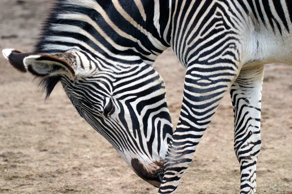 African Black White Zebra Animal — Stock Photo, Image