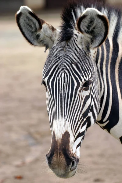 Afrykański Czarny Biały Zebra Zwierzę — Zdjęcie stockowe