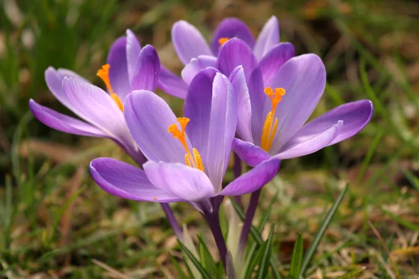 Gräsmatta Krokusar Vårblommor Kronblad — Stockfoto