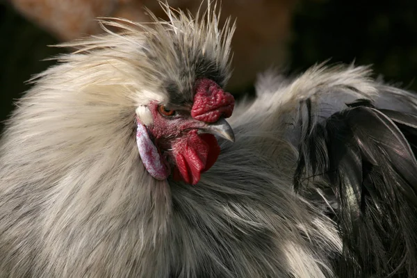 Festői Kilátás Gyönyörű Madár Természetben — Stock Fotó