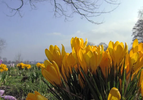 Frühlingskrokusse Flora Und Blütenblätter — Stockfoto