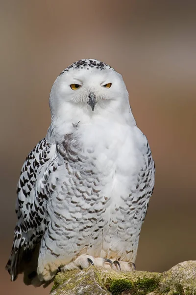 Schnee Eule Vogel Weiße Vogelfedern — Stockfoto