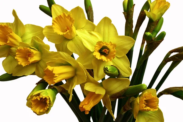 Daffodils Flores Pétalos Flora —  Fotos de Stock
