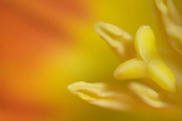 Vista Panoramica Bel Fiore Tulipano — Foto Stock