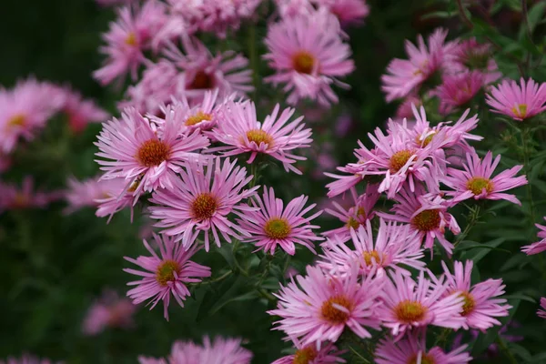 Astry Kwiaty Łąki Flora — Zdjęcie stockowe